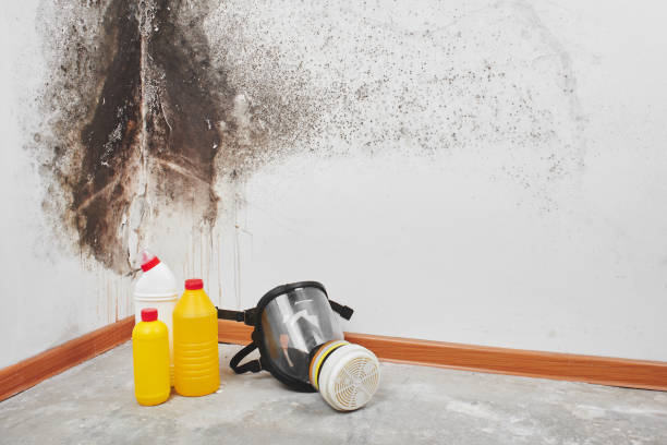 Best Commercial Mold Removal  in Fairmount Heights, MD