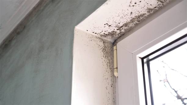 Best Mold Removal Company Near Me  in Fairmount Heights, MD