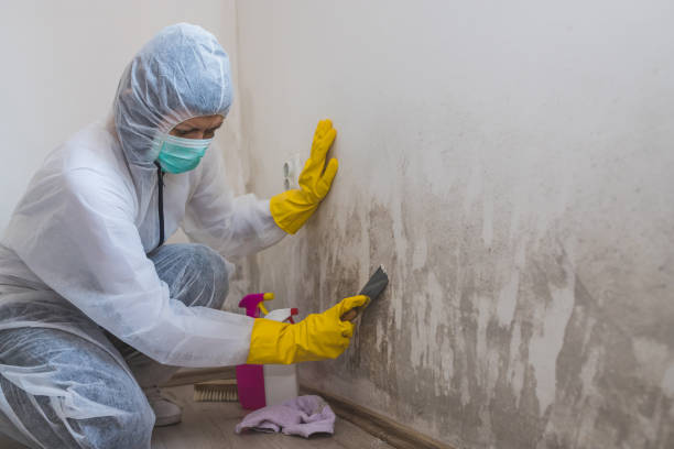 Best Mold Damage Repair  in Fairmount Heights, MD