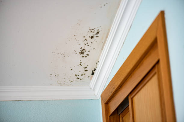 Best Same-Day Mold Removal  in Fairmount Heights, MD