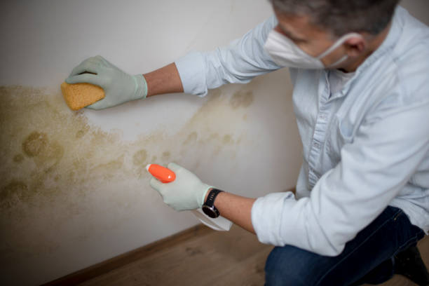  Fairmount Heights, MD Mold Removal Pros