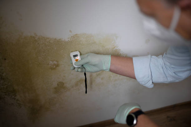 Best Best Mold Removal Companies  in Fairmount Heights, MD