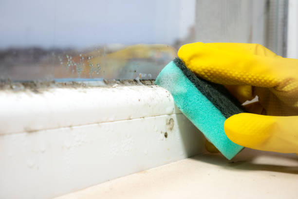 Best Attic Mold Removal  in Fairmount Heights, MD