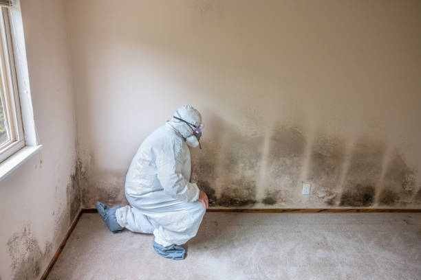 Best Toxic Mold Removal  in Fairmount Heights, MD