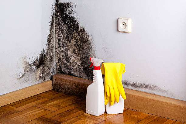 Best Emergency Mold Removal  in Fairmount Heights, MD